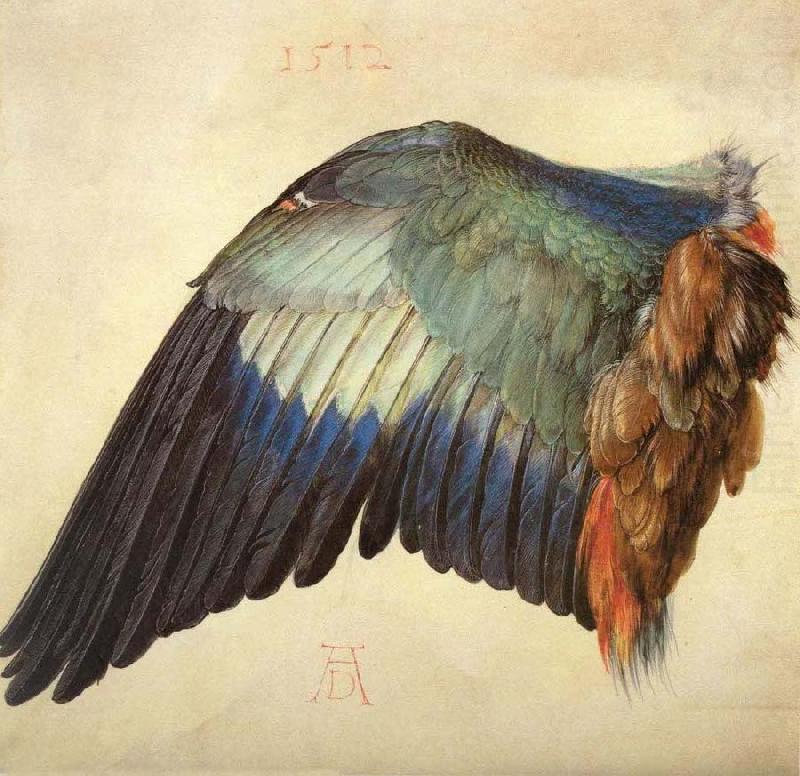 Wing of a Blue Roller, Albrecht Durer